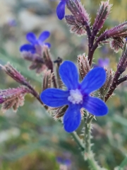 Anchusa strigosa