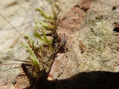 Euscorpius tergestinus