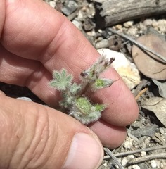 Lupinus concinnus optatus