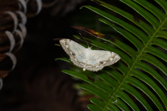 Scopula propinquaria