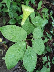 Arisaema bockii