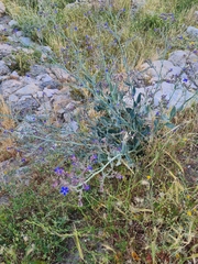 Anchusa strigosa