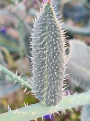 Anchusa strigosa