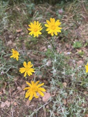 Eriophyllum lanatum integrifolium