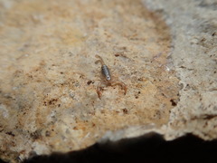 Euscorpius tergestinus
