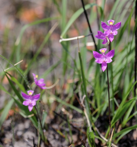 Image of Calopogon multiflorus by (c) Lauren McLaurin, some rights reserved (CC BY)