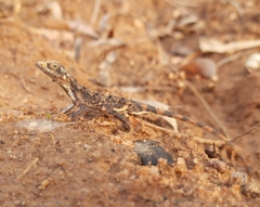 Sitana ponticeriana