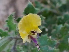 Hyoscyamus aureus