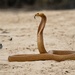 Cape Cobra - Photo (c) Ehren, some rights reserved (CC BY-NC), uploaded by Ehren