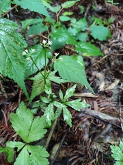 Sanicula lamelligera