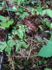 Sanicula lamelligera