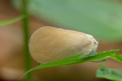 Flatida