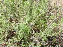 Centaurea hyssopifolia