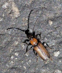 Phymatodes hirtellus