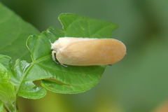Flatida
