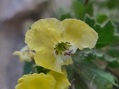 Hyoscyamus aureus