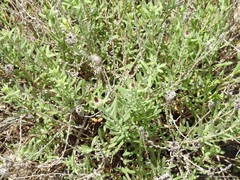 Centaurea hyssopifolia