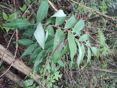 Polygonatum cyrtonema