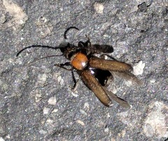 Phymatodes hirtellus