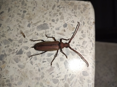 Aegolipton marginale