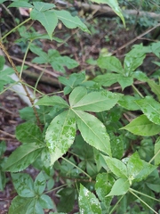 Eleutherococcus nodiflorus