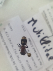 Blakeius bipunctatus