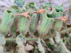 Hyoscyamus aureus