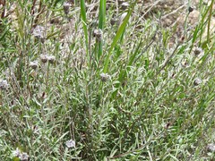 Centaurea hyssopifolia