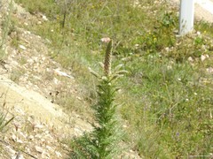 Reseda suffruticosa