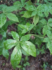 Eleutherococcus nodiflorus