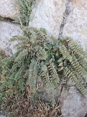 Hyoscyamus aureus