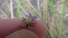Exacum spathulatum
