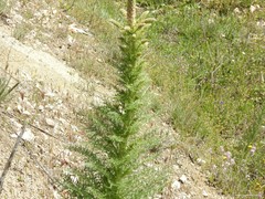 Reseda suffruticosa