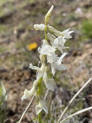 Astragalus reventiformis