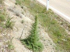 Reseda suffruticosa