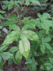 Eleutherococcus nodiflorus