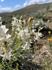Astragalus reventiformis