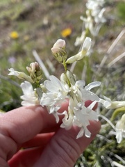Astragalus reventiformis