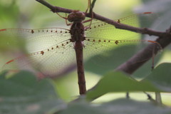 Neurocordulia molesta