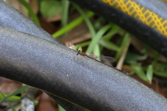 Nehalennia pallidula