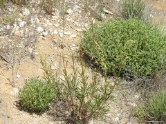 Reseda stricta