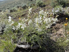 Astragalus reventiformis