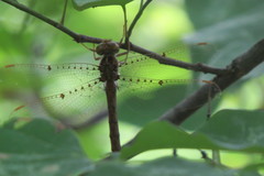 Neurocordulia molesta