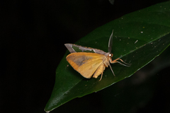 Celenna festivaria