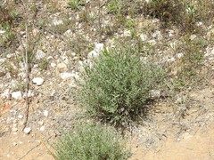 Centaurea hyssopifolia