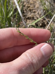 Astragalus reventiformis