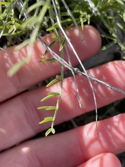 Astragalus reventiformis