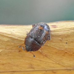 Stelidota geminata