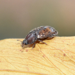 Stelidota geminata