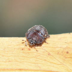 Stelidota geminata